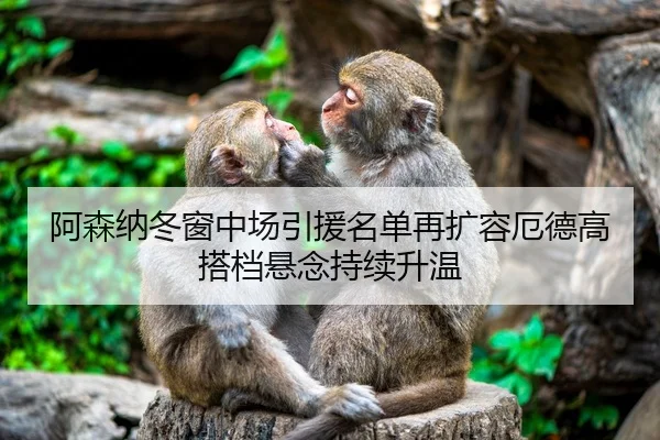 阿森纳冬窗中场引援名单再扩容厄德高搭档悬念持续升温